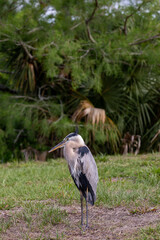 Fototapeta premium great blue heron ardea cinerea
