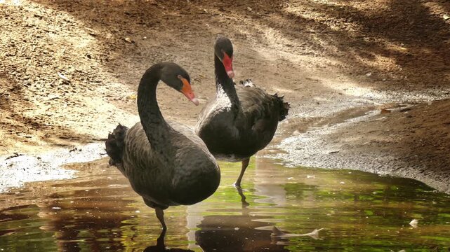 A family of black swans (Cygnus atratus) rests in a city park.