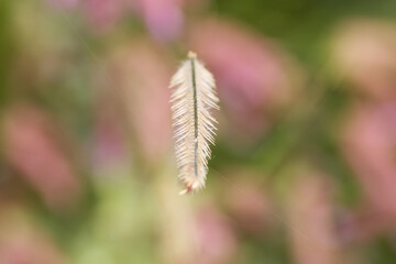 Dried plant in the shape of a feather, abstract feather shape, dried flower in the shape of a feather, pink background, pink and green splashes of color in the background