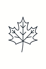 maple leaf on a white background