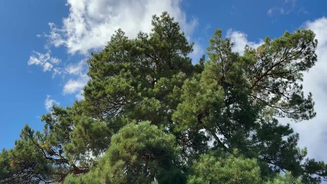Pine tree Pinus sylvestris against sky clouds.