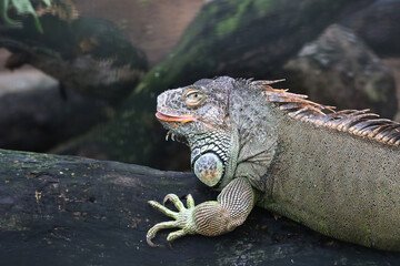 Iguana resting on a tree log - closeup shot