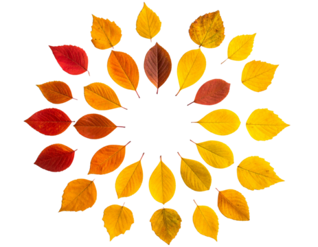 Top View Collection of Autumn Leaves in Warm Tones Isolated on White