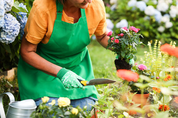 Woman in gloves and shovel transplanting beautiful rose flowers in garden, closeup