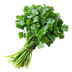 Freshly harvested bunch of bright green coriander against a deep transferent background