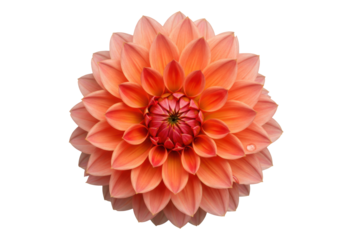 Isolated Dahlia flower head with vibrant orange and red petals in full bloom in summertime