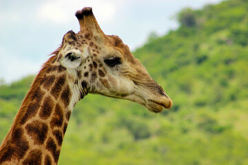 South African giraffe or Cape giraffe (Giraffa camelopardalis giraffa) in the foothills of the Lebombo Mountain bushveld in Kruger National Park, Mpumalanga Province of South Africa