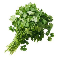 Fototapeta premium Freshly harvested bunch of green cilantro leaves on a solid transferent background