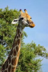 South African giraffe or Cape giraffe (Giraffa camelopardalis giraffa) in the bushveld of Kruger National Park, South Africa