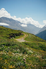 Obraz premium Wanderweg durch sonnige Almwiesen