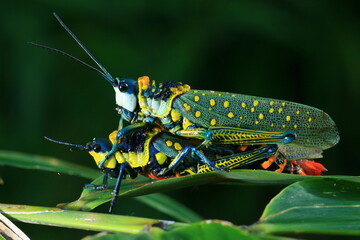 Spotted Grasshopper (Aularches Miliaris ) The tegmina are green with many yellow spots; the legs are blue, with a yellow serrated pattern on the hind femora. The abdomen is black with bright red bands