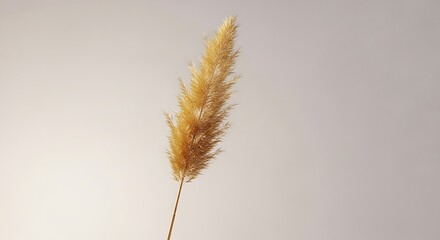 Obraz premium Single Dried Pampas Grass Stem, Light Brown, Elegant Decor.