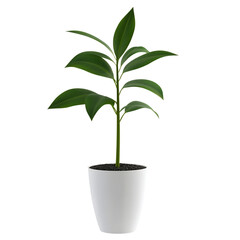 lush green houseplant in white pot isolated on transparen background (PNG)