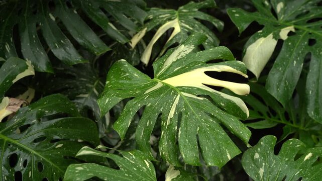 close up of Monstera Thai constellation leaves, swiss cheese plants, variegated indoor plants, tropical garden, water drop on leaves
