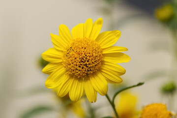 blooming sunflower, large yellow flowers, Helianthus decapetalus, magnificent perennial sunflowers blowing in the wind, mature sunflower in full bloom with many pollen pistils