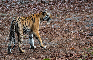 Tiger walking in the dense forest