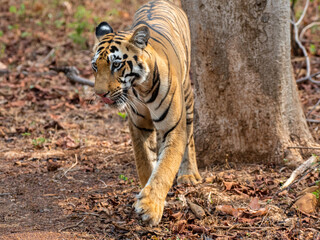 Tiger walking in the dense forest