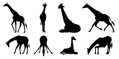 Vector set of giraffe silhouettes in different poses, including drinking water, sitting, walking, standing, and running. Perfect for graphic design and illustration. © Chandet