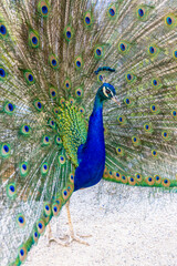 Obraz premium Male peacock bird with colorful feather. Peacock bird with colorful plumage in natural setting. Wildlife, nature, feathers, and exotic animal bird. Wildlife in summer outdoors.