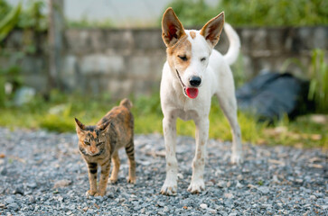 white dog and  cat are standing next to each other