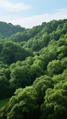 Aerial view of a lush green forest canopy under a clear blue sky