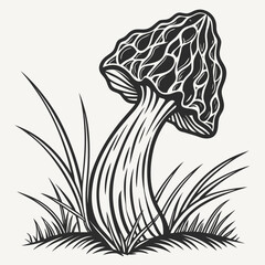 Illustration of a morel mushroom in a hand drawn style