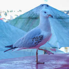 Seagull entangled on string