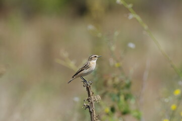 Autumn migration.  Saxicola rubetra. Whinchat