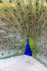 Obraz premium Male peacock bird with colorful feather. Peacock bird with colorful plumage in natural setting. Wildlife, nature, feathers, and exotic animal bird. Wildlife in summer outdoors.