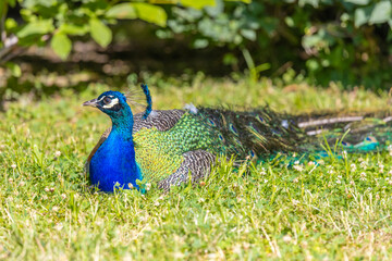 Obraz premium Male peacock bird with colorful feather. Peacock bird with colorful plumage in natural setting. Wildlife, nature, feathers, and exotic animal bird. Wildlife in summer outdoors.