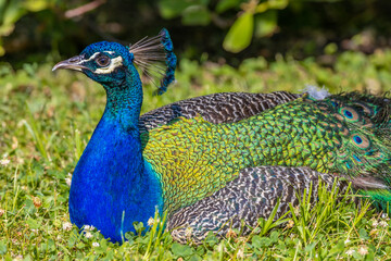 Naklejka premium Male peacock bird with colorful feather. Peacock bird with colorful plumage in natural setting. Wildlife, nature, feathers, and exotic animal bird. Wildlife in summer outdoors.