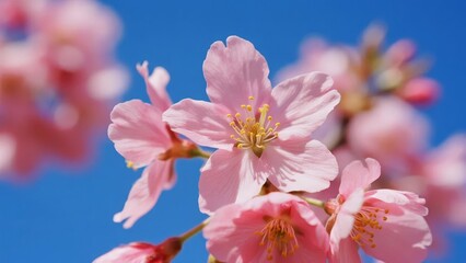 Pink cherry blossoms in full bloom against a clear blue sky