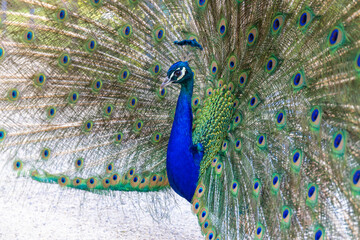 Obraz premium Male peacock bird with colorful feather. Peacock bird with colorful plumage in natural setting. Wildlife, nature, feathers, and exotic animal bird. Wildlife in summer outdoors.