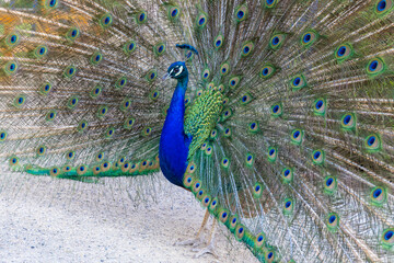 Obraz premium Male peacock bird with colorful feather. Peacock bird with colorful plumage in natural setting. Wildlife, nature, feathers, and exotic animal bird. Wildlife in summer outdoors.