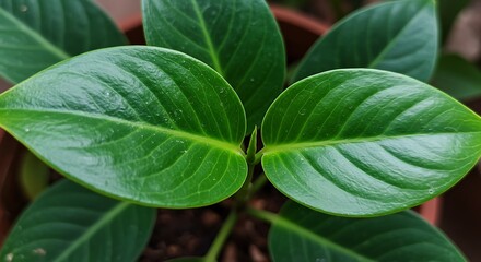 Obraz premium Vibrant Leaves Against Dark Blurred Background: Shaded Forest Floor or Studio Isolation