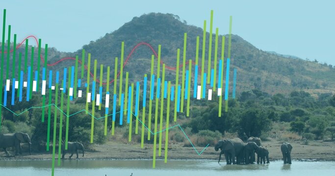 Fototapeta Drinking herd of elephants standing at waterhole in savanna, with chart overlays, copy space
