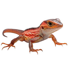 Naklejka premium Vibrant Red Lizard on Black Background