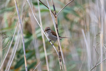 Small red-backed shrike bird perched on a slender branch amid tall, dry grass in a natural, camouflaged setting.