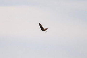 the western marsh harrier soars through a clear sky with wings fully extended in graceful flight.