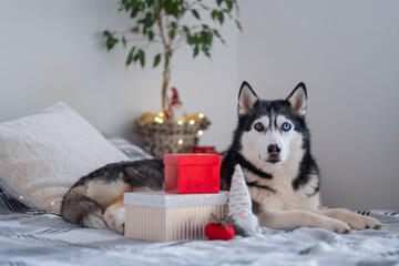 Calm husky with red box poses on the bed The red box brightens the photo while the husky lies quietly making the red box a perfect Christmas detail