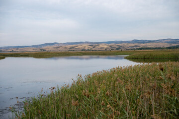 Still lake bordered by tall grasses and dry hills reflects a soft sky in a peaceful natural landscape in Bulgaria