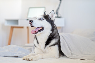 A cute husky lies in bed under a blanket with a desk and laptop in the background. Concept of remote work, freelancing, and quarantine.