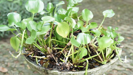 Eichhornia crassipes, commonly known as water hyacinth (common), planted in a pot