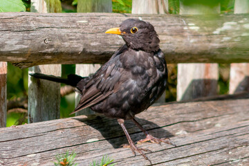 A blackbird sits on a wooden beam in the garden.
