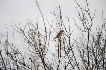 Small red-backed shrike bird perched on bare spring branches against a pale, overcast sky.