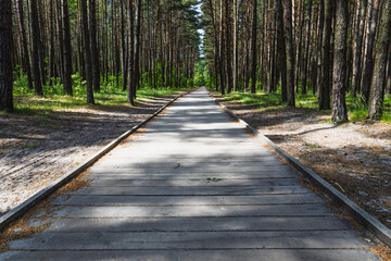 Sunny Woodland Walkway in Tall Trees, Symmetry and Depth on a Quiet Park Trail