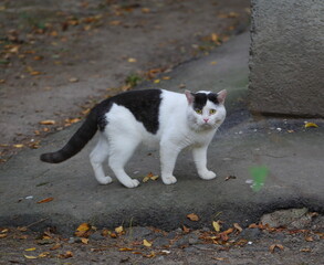 A black and white yellow-eyed cat is standing on the pavement near a wall