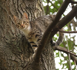 A young gray tabby cat with yellow eyes is sitting on a tree branch