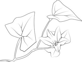 Ivy flower coloring pages, ivy flower drawing, flower cluster drawing, Cute flower coloring pages, illustration vector art, black ivy flower tattoo, anti-stress coloring page 