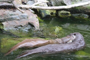 Two Playful Otters Swimming Together in a Rocky Pond During Daylight